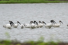 Black-headed Ibis