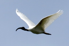 Black-headed Ibis