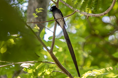 Black Paradise Flycatcher