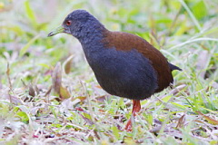 Black-tailed Crake