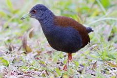 Black-tailed Crake