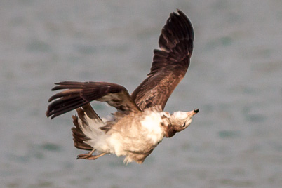 Black-tailed Gull