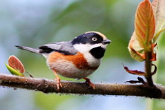 Black-throated Bushtit