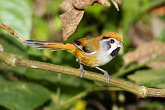 Black-throated Parrotbill