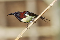 Black-throated Sunbird