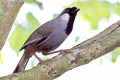 Black-throated Laughingthrush