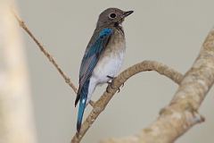 Blue-and-white Flycatcher