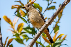 Blue-fronted Redstart