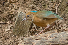 Blue-naped Pitta