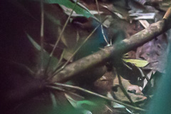 Blue-naped Pitta