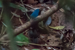 Blue-naped Pitta