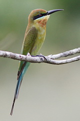 Blue-tailed Bee-eater