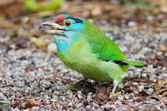 Blue-throated Barbet