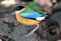 Blue-winged Pitta