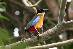 Blue-winged Pitta