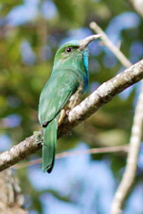 Blue-bearded Bee-eater