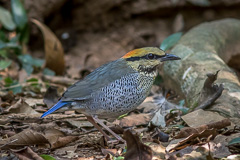 Blue Pitta