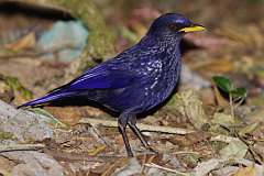 Blue Whistling Thrush