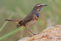 Bluethroat