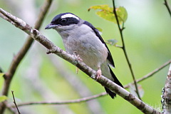 Blyth's Shrike-babbler