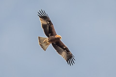 Booted Eagle