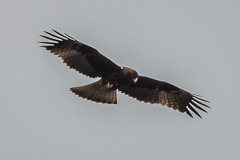 Booted Eagle