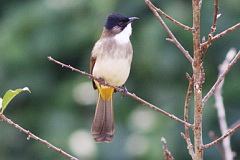 Brown-breasted Bulbul