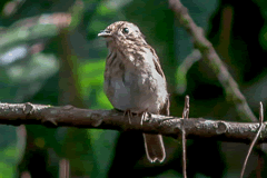 Brown-breasted Flycatcher