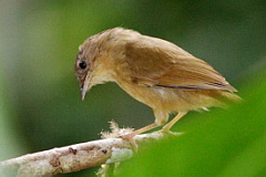 Brown-cheeked Fulvetta