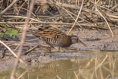 Brown-cheeked Rail