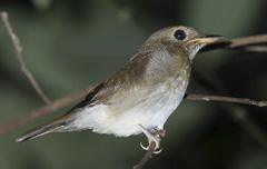 Brown-chested Jungle Flycatcher