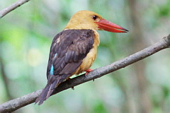 Brown-winged Kingfisher