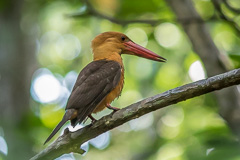 Brown-winged Kingfisher