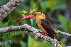 Brown-winged Kingfisher