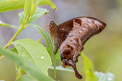 Brown Gorgon