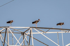 Black Stork