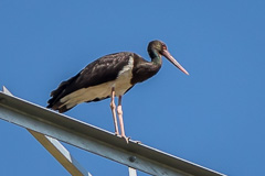 Black Stork