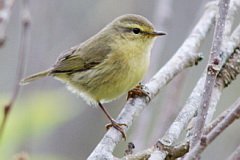 Buff-throated Warbler