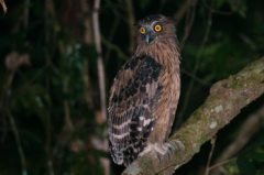 Buffy Fish Owl