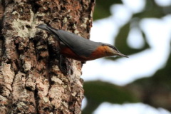 Burmese Nuthatch