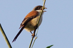 Burmese Shrike