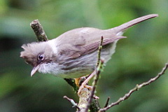 Burmese Yuhina