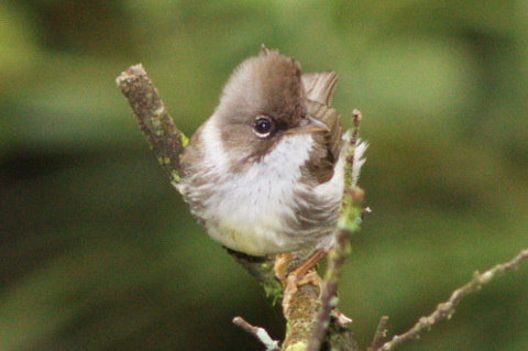 Burmese Yuhina