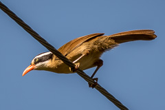 Brown-crowned Scimitar Babbler