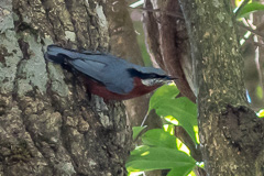 Chestnut-bellied Nuthatch