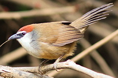 Chestnut-capped Babbler