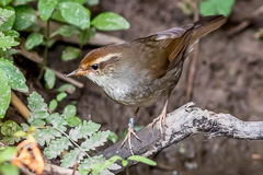 Chestnut-crowned Bush Warbler