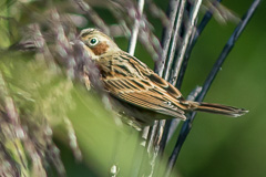 Chestnut-eared Bunting