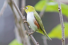 Chestnut-flanked White-eye