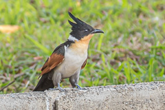 Chestnut-winged Cuckoo